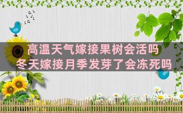 高温天气嫁接果树会活吗 冬天嫁接月季发芽了会冻死吗